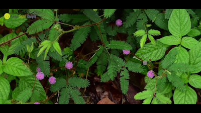Home Remedy For Diabetes Home Remedy For Diabetes